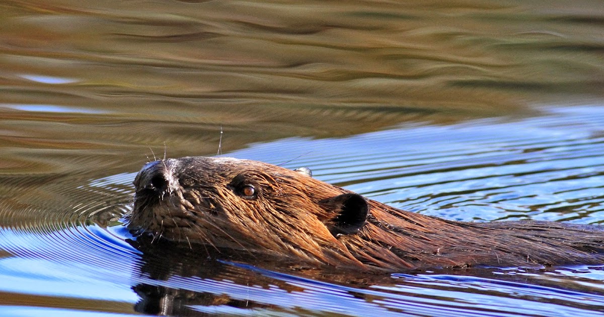 Quabbin / Central MA Cameras SLR & Trail Cameras Beavers Made Interesting Morning