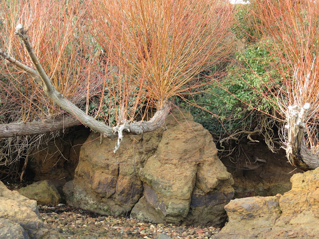 Closer to the rocks, branches and twigs