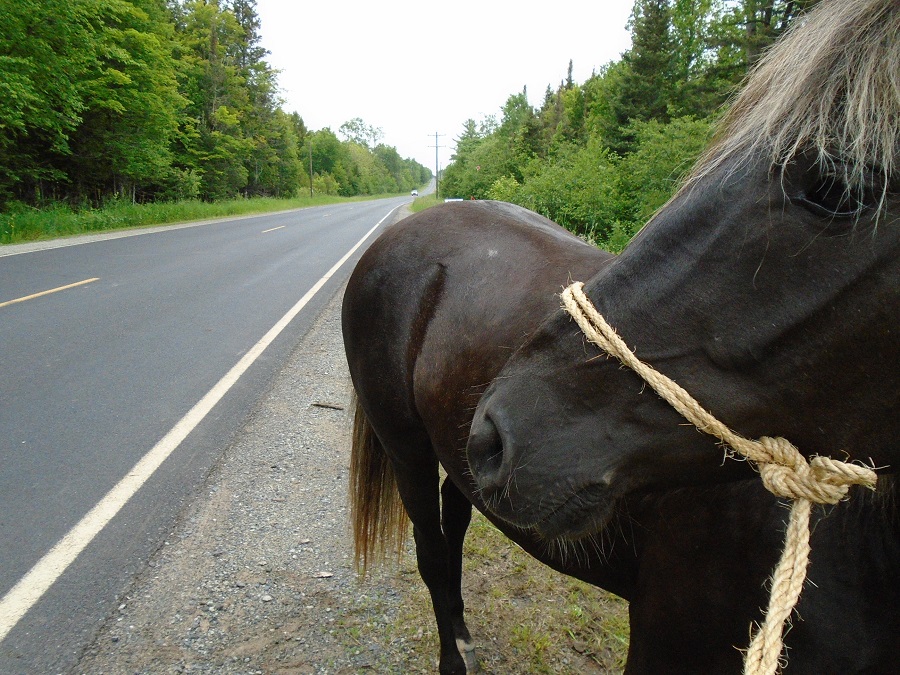 Pea Pickle Farm June 2015