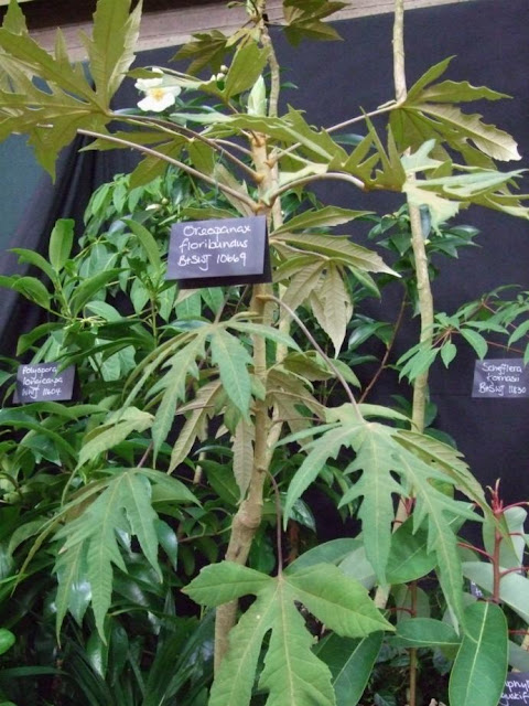 Oreopanax floribundas, part of Crug Farms Display at the RHS London Plant and Design Show