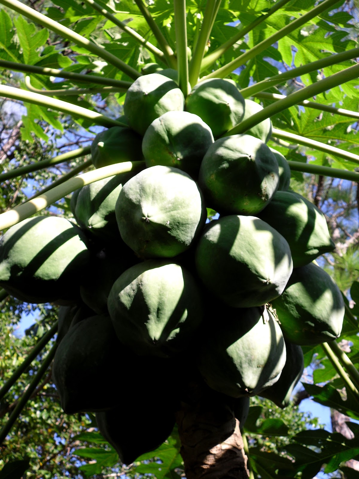 Jupiter Real Estate and Lifestyle Jupiter is a great place to grow