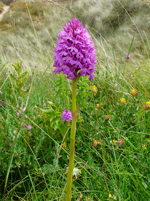 Pyramidal Orchid, Birkdale