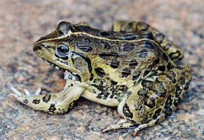 Anti-poaching campaign 'Save the Frog' in India