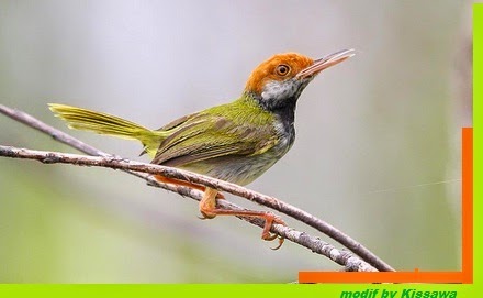 Kicau Mania Kissawa Burung Cinenen Atau Prenjak Kepala Merah