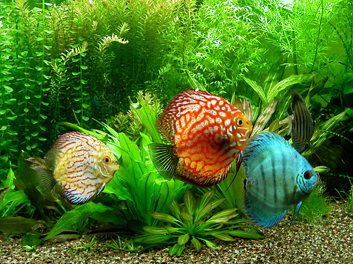 Fish Species n.3 Discus (Symphysodon discus) Feast Your Eyes