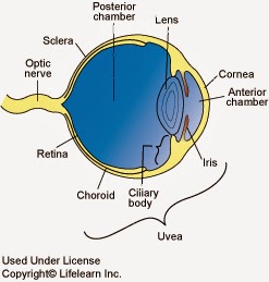 golden retriever pigmentary uveitis treatment diary of a real veterinarian golden retriever uveitis max s bird golden retriever pigmentary uveitis treatment diary of a real veterinarian golden retriever uveitis max s bird
