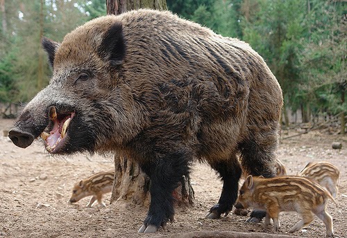 Wild Boar Swine | Hunting Information & Pictures | All Wildlife Photographs