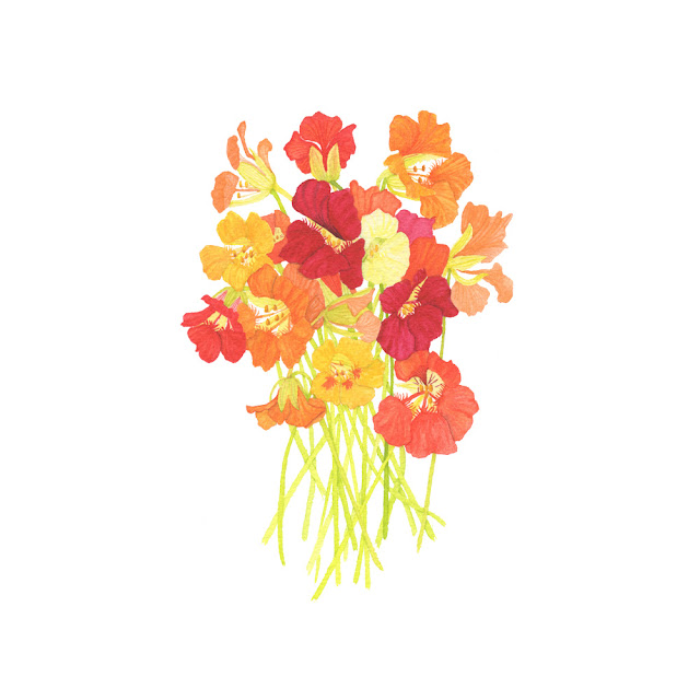 watercolor flowers, watercolor nasturtiums, nasturtiums, watercolor, Anne Butera, My Giant Strawberry