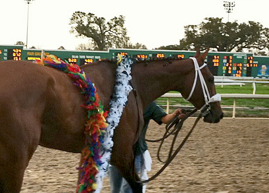 Mucho Macho Man, looking as