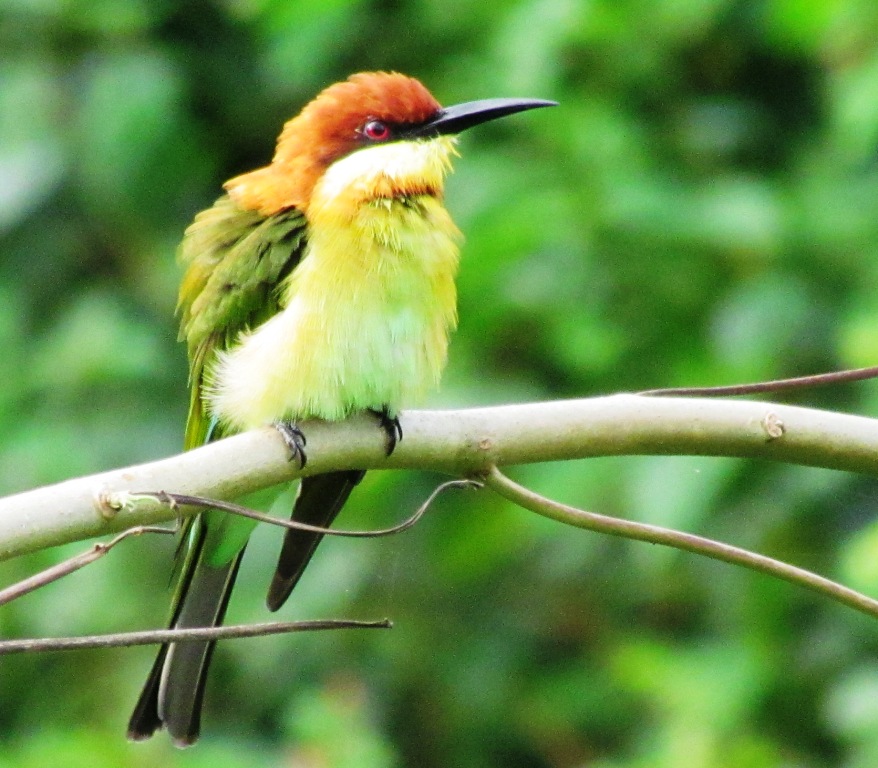 Animal Snapshot: BIRDS - Among the Warm Blooded Vertebrates, they are