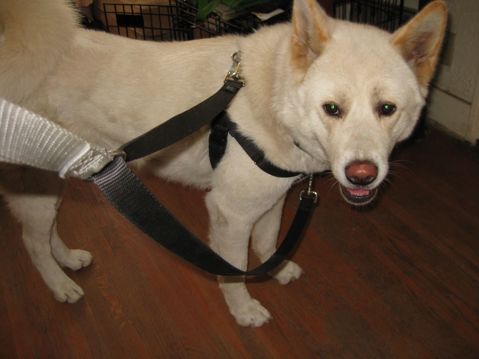 Pawsitive Feedback's Dog Blog Choosing the