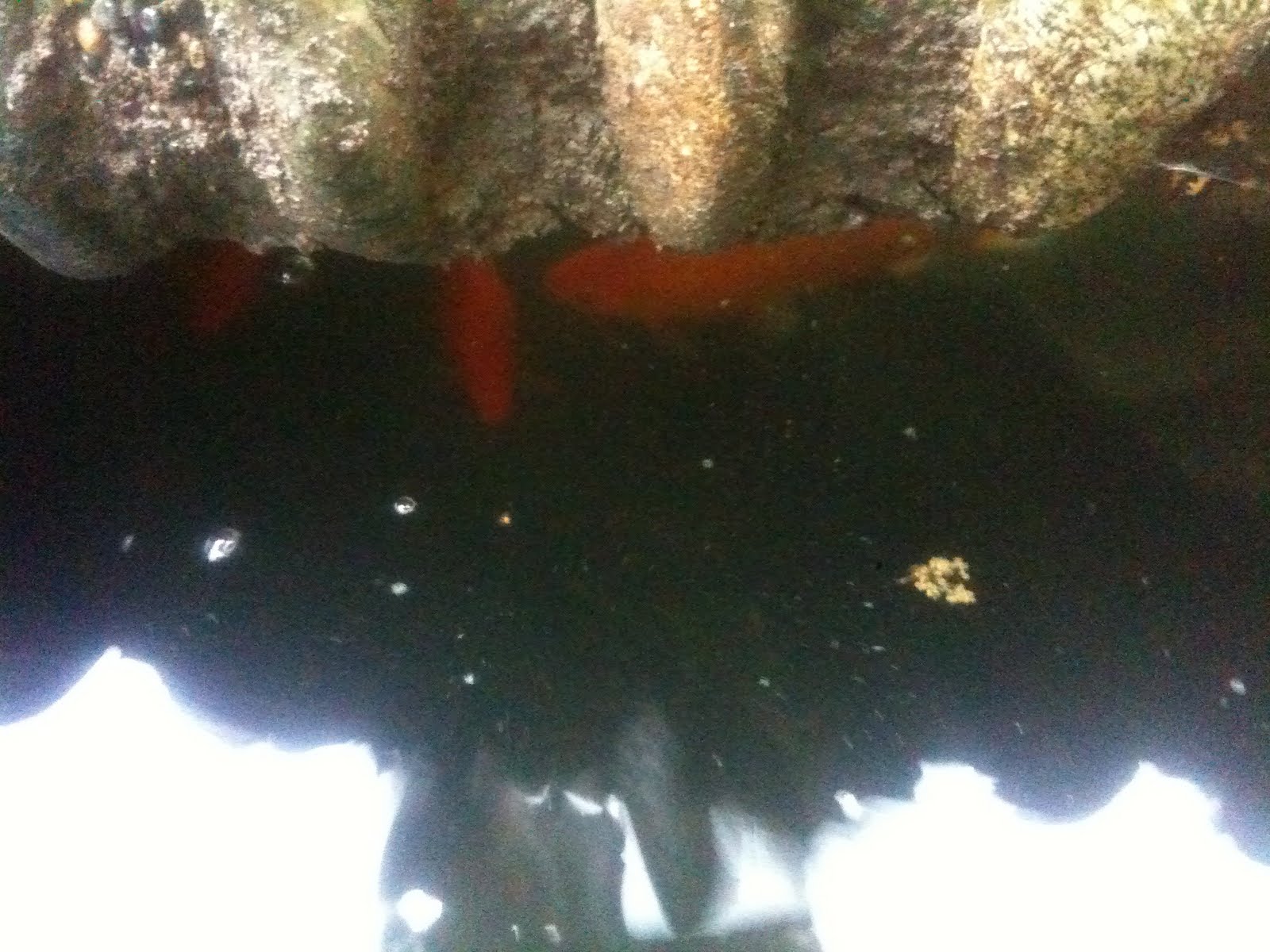 Future Plants By Randy Stewart Escallonia