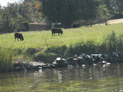 The black sheep of the East Wye River keep this huge lawn well manicured.