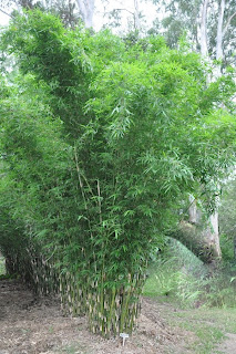 Bambusa Multiplex cv. Goldstripe by Melbourne Bamboo Nursery