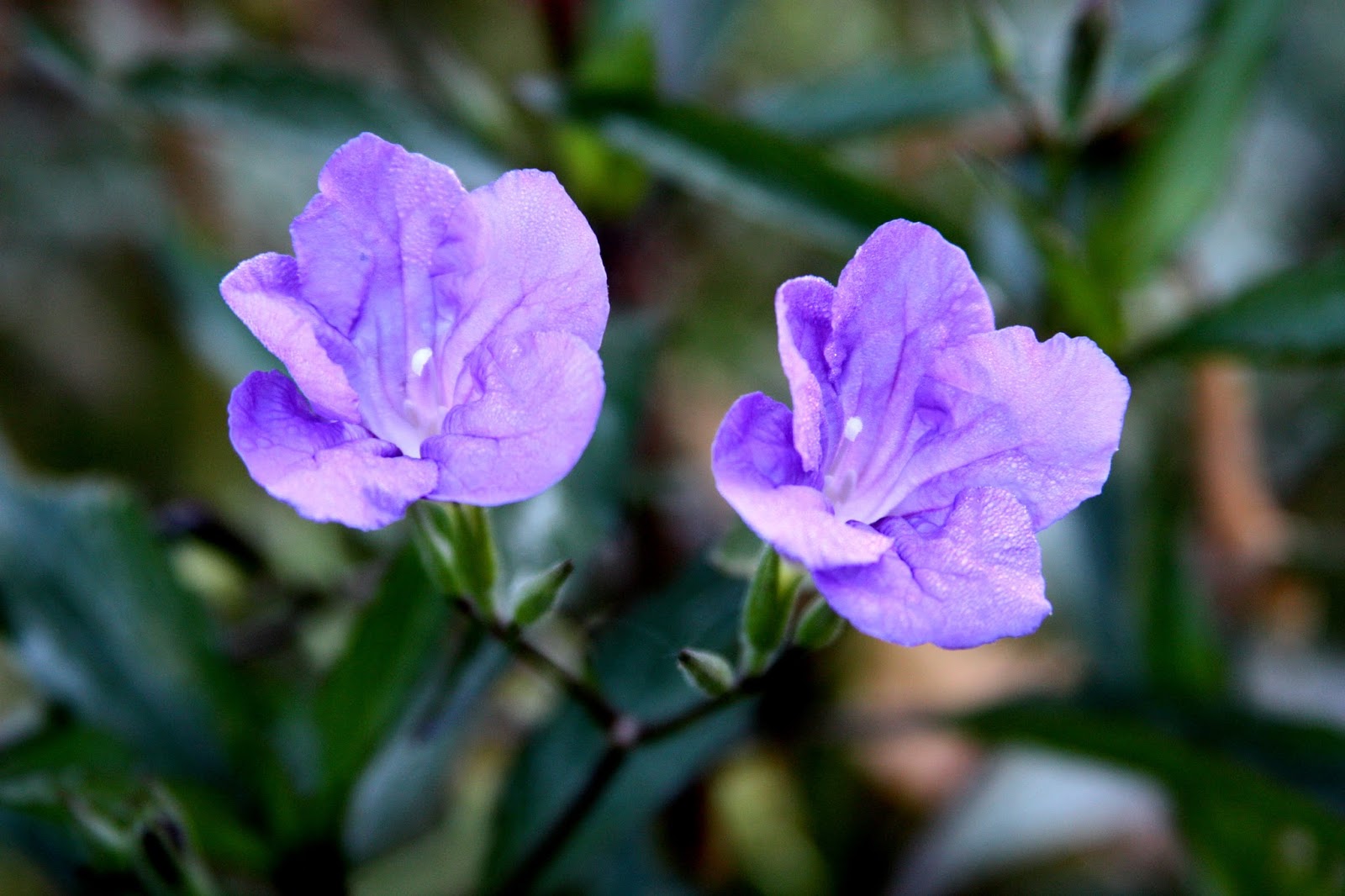 Oconee Azalea Rhododendron Flammeum