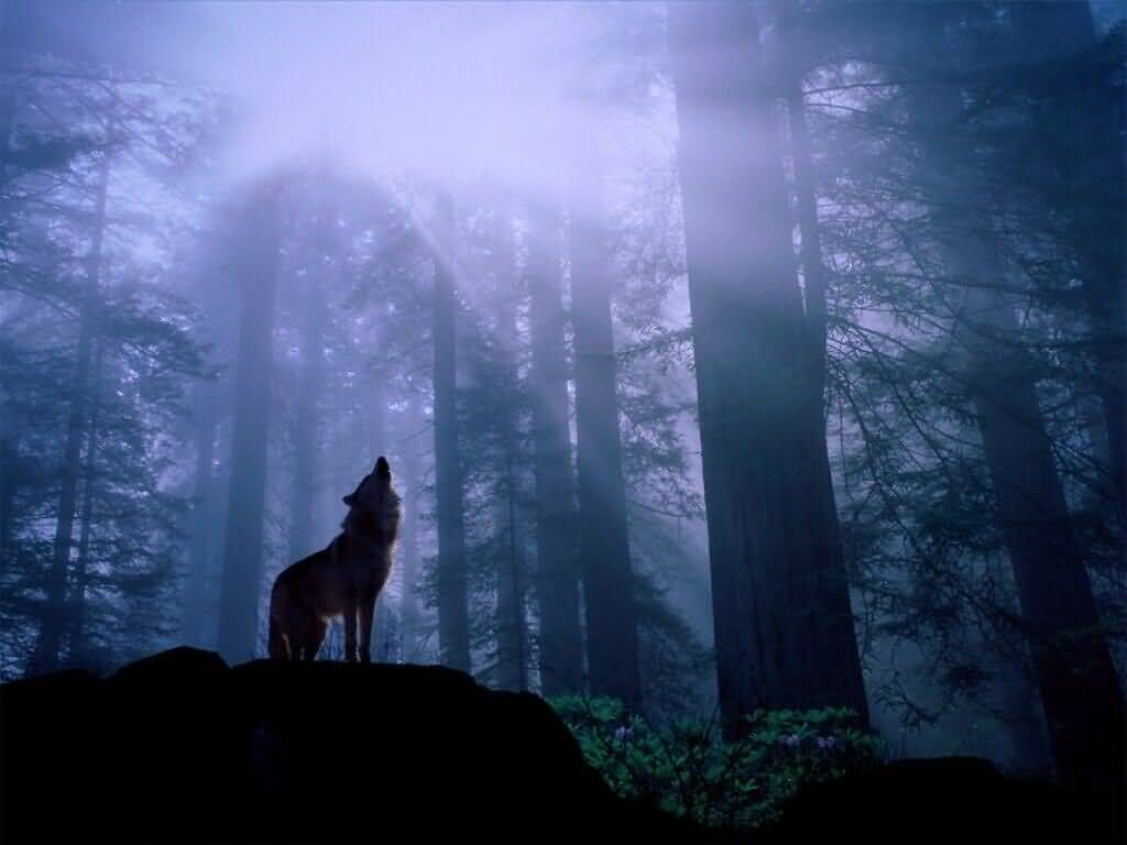 Wallpaper Blog Gray Wolf Backgrounds
