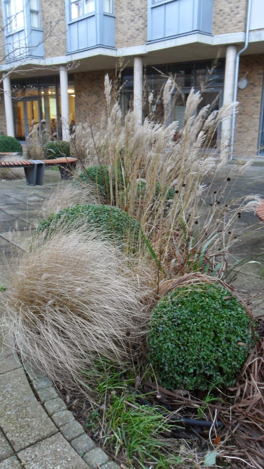 Worcester College Gardeners 20092018 Cutting Down The Ornamental Grasses