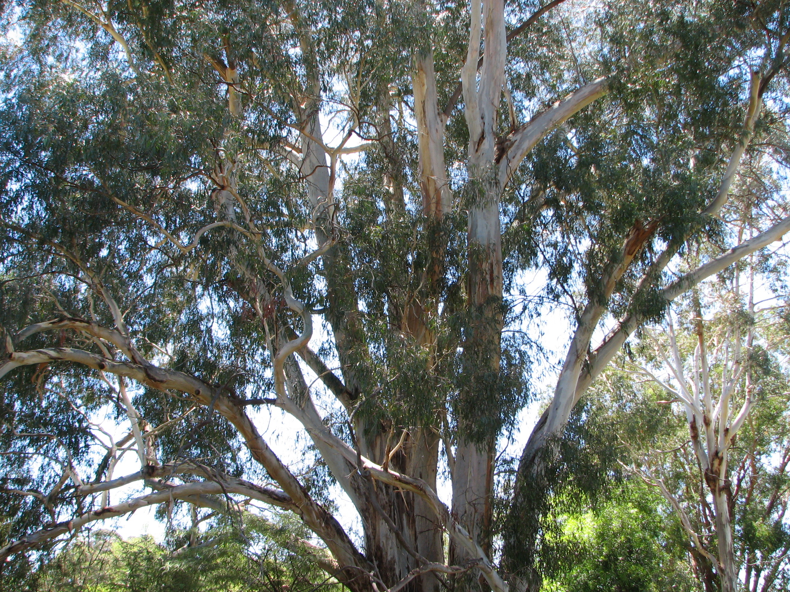 Bush Bernie's Blog: Flower Flaunt from our Australian National