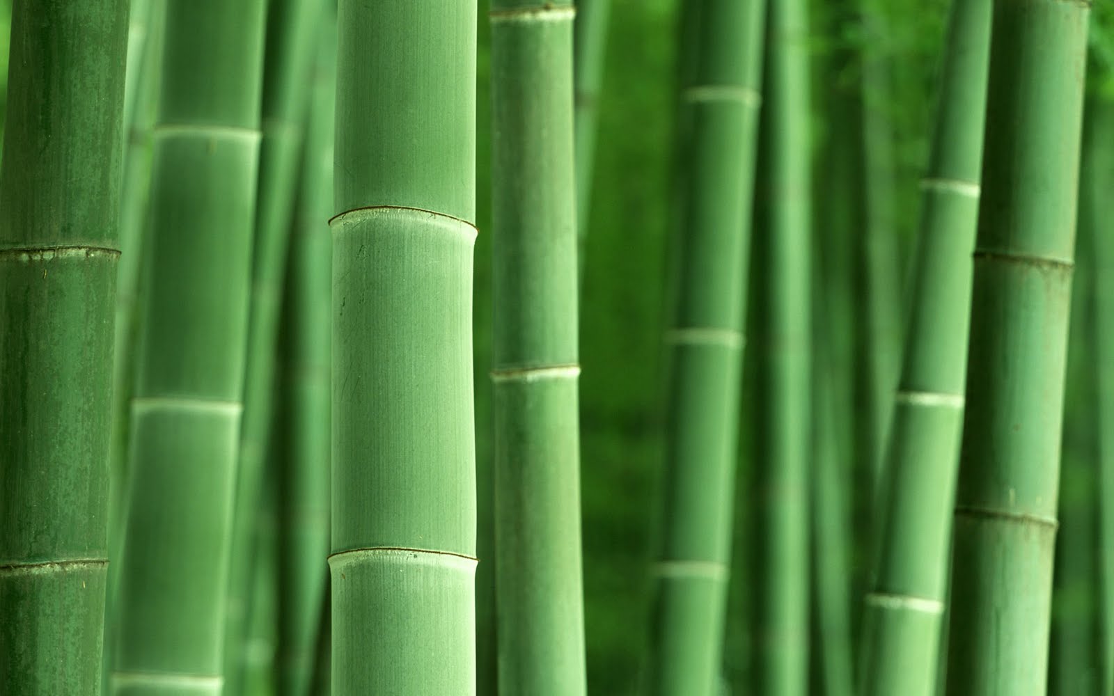 http://2.bp.blogspot.com/-Xs2hmIQ3bbU/TxgRTRREaLI/AAAAAAAABeU/P14yjMQj2Ow/s1600/bamboo%2B1920x1200-6.jpeg