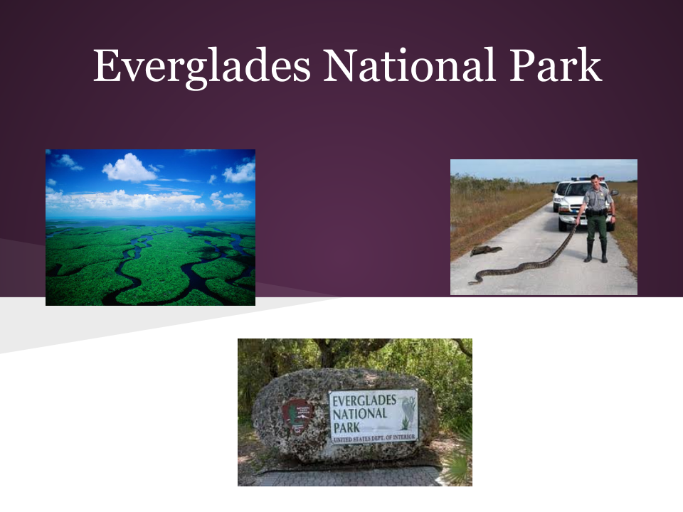 essay on everglades national park essay on everglades national park