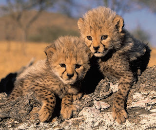 baby cheetah pictures