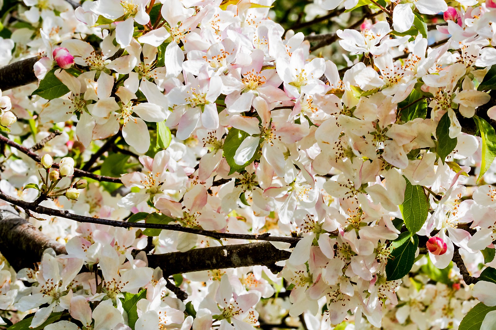 Our Japanese Garden April 2015