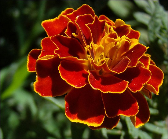 [Image: cac-loai-hoa-cam-ky-tuyet-doi-khong-dat-...-tho-5.jpg]