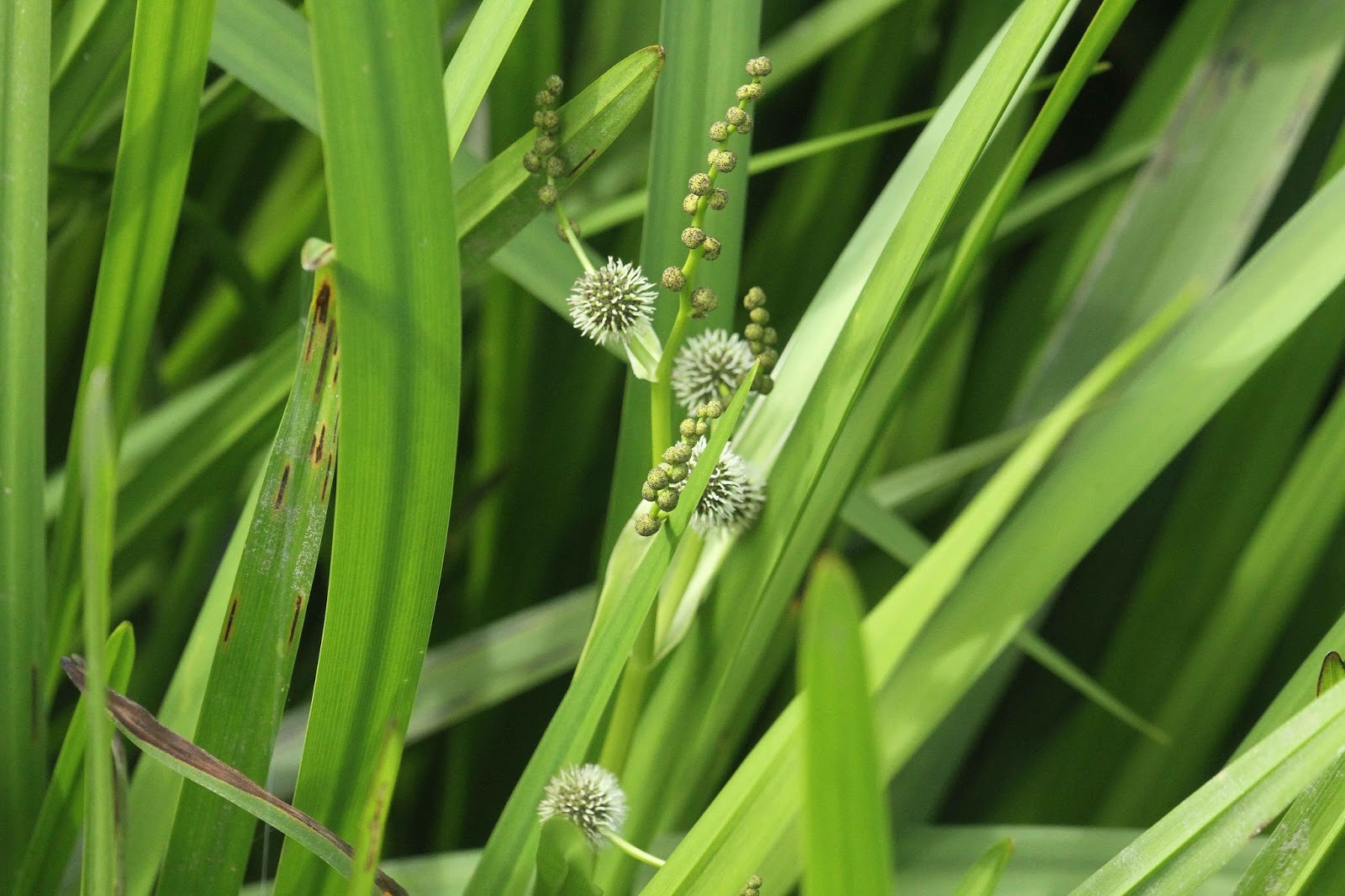 Low Weald Wildlife And moving on to Bourneside meadow