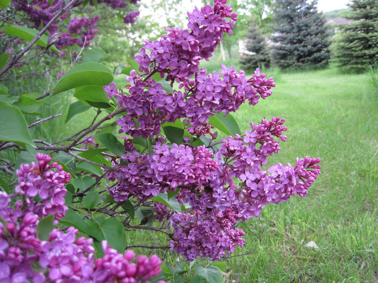 Gordon W. Fredrickson Lilacs