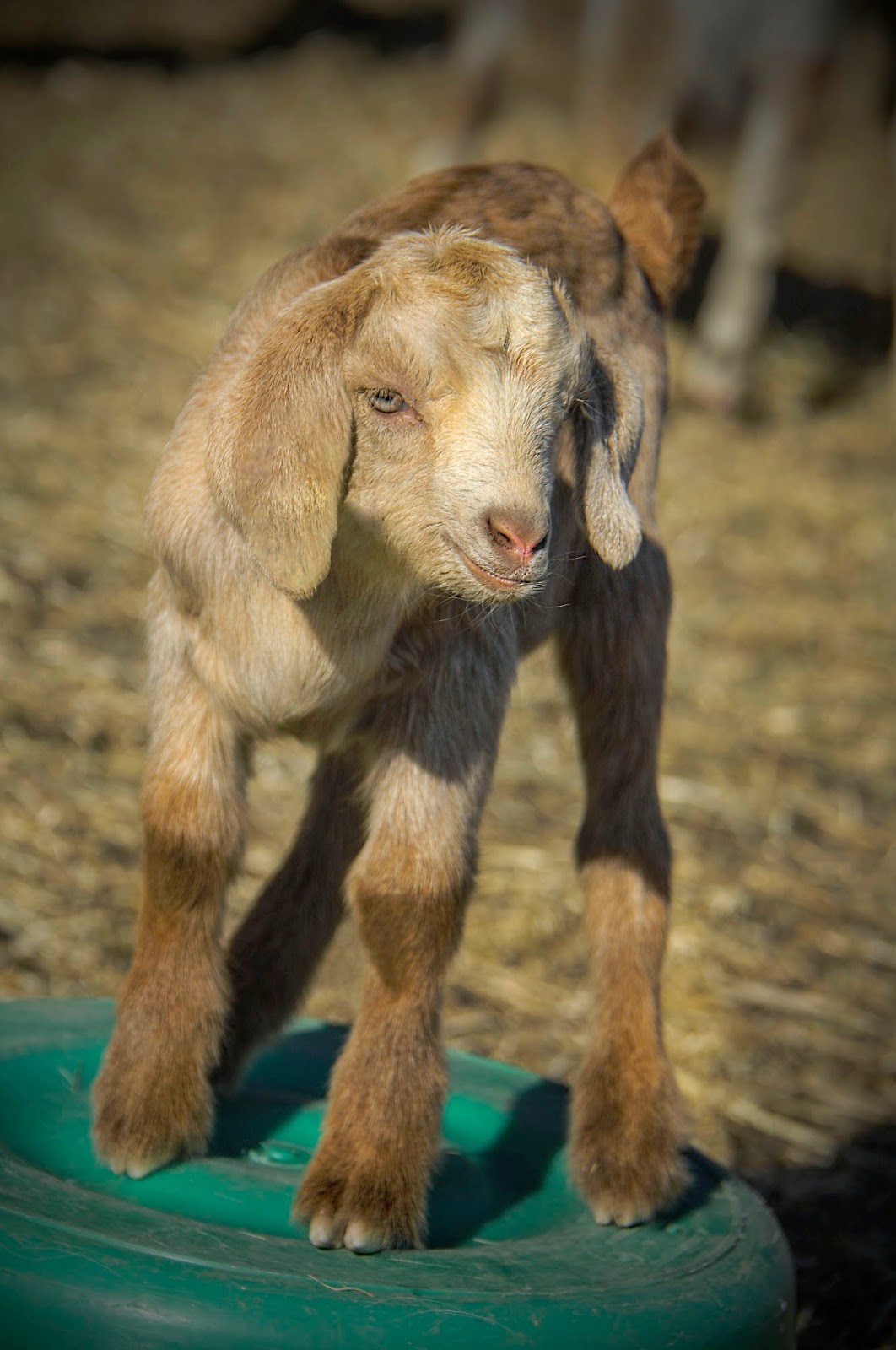 Bailey's Buddy Goats Galore! Photos by Bob Kelly