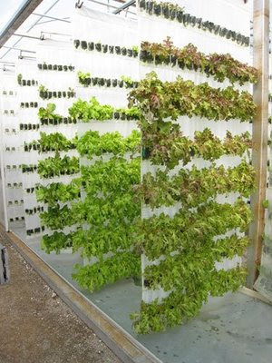 Cultivo Cultivo