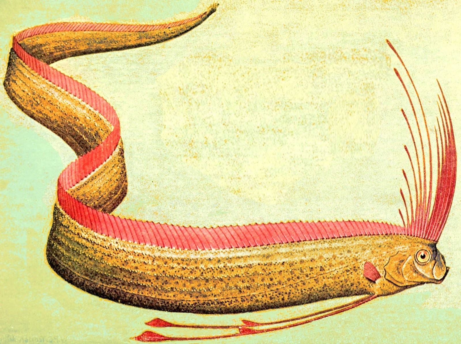 WAS A GOLDEN FRESHWATER OARFISH ENCOUNTERED DURING THE VIETNAM WAR WAS A GOLDEN FRESHWATER OARFISH ENCOUNTERED DURING THE VIETNAM WAR