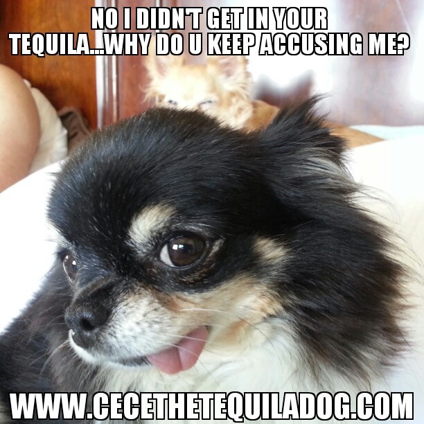 Cece the Tequila dog Caught again.