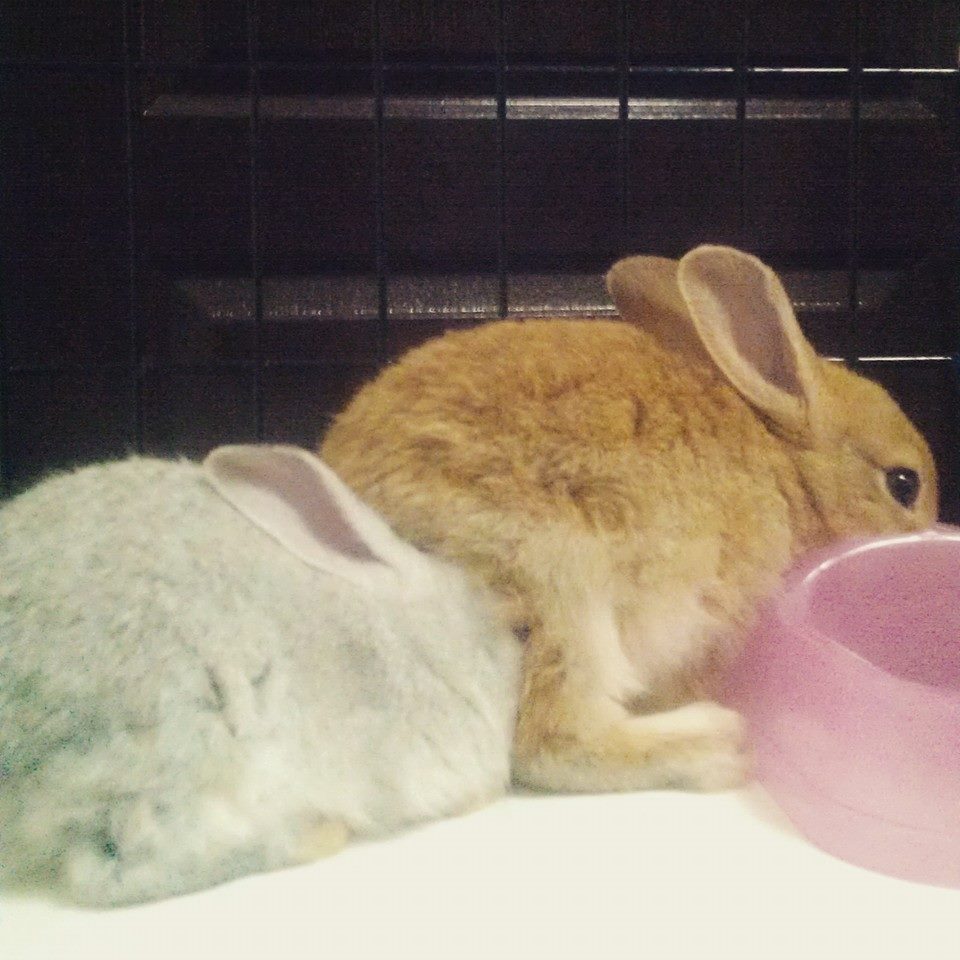 Bunnyboo & Boosagi