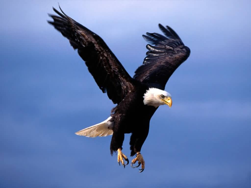 bald eagle wings