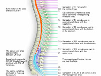 Spinal Cord Diagram Labeled Spinal Cord Diagram Labeled