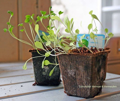 Tuinontwerp Tuinatelier Herman Vermeulen 2015