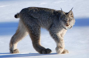 Lynx Kanada