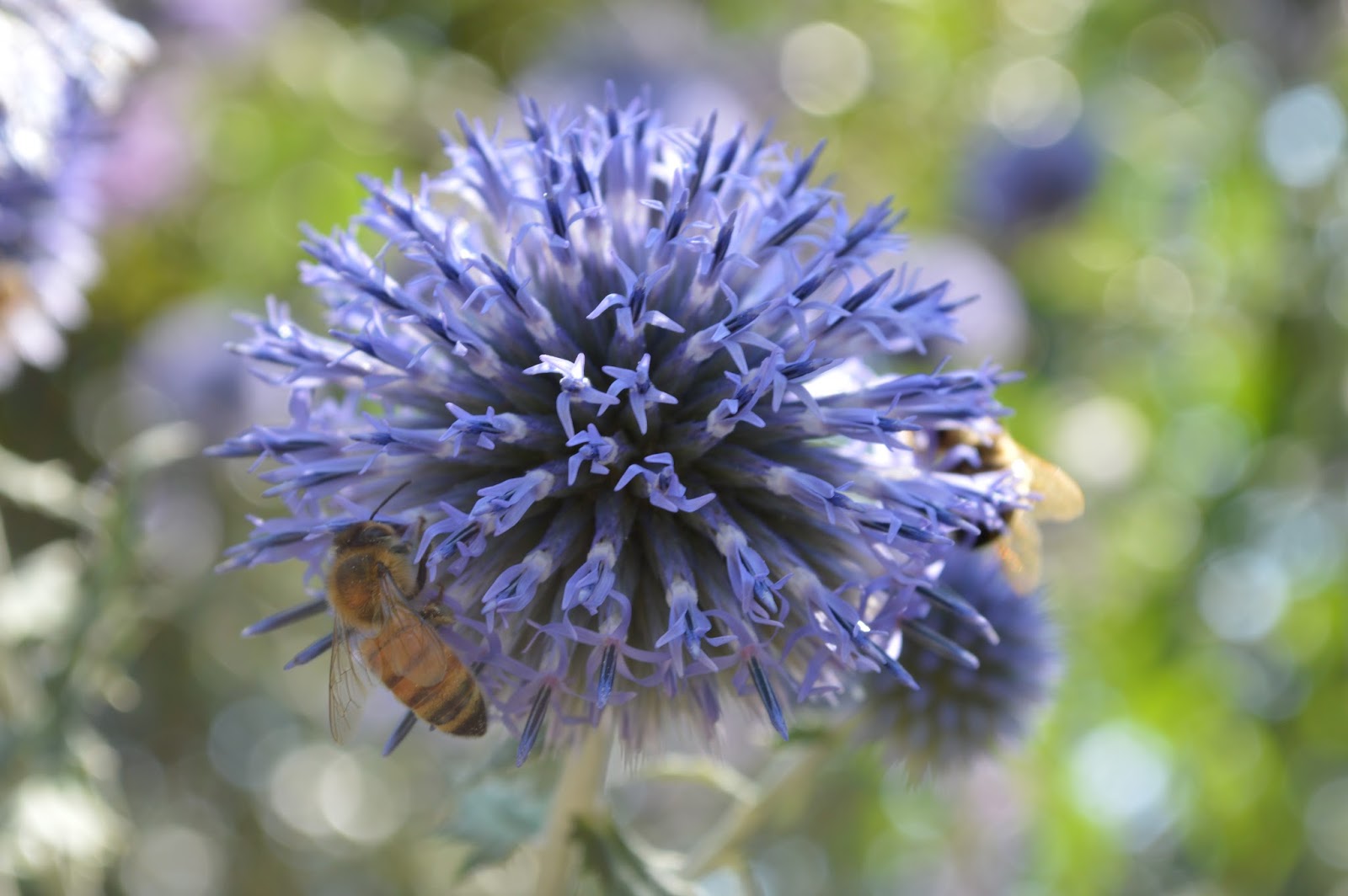 Humanities And Technology Plants Blog April 2015