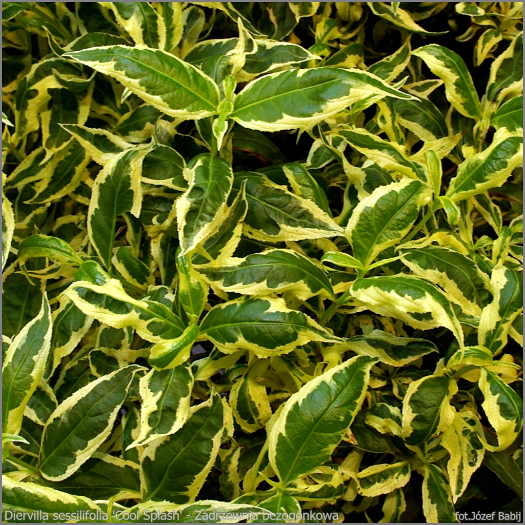 Diervilla Cool Splash