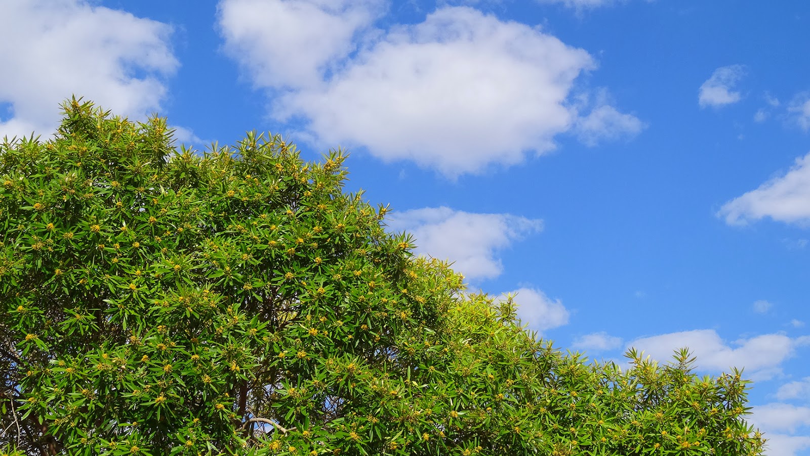 MAP MELBOURNE STREET TREES 64 WATER GUM