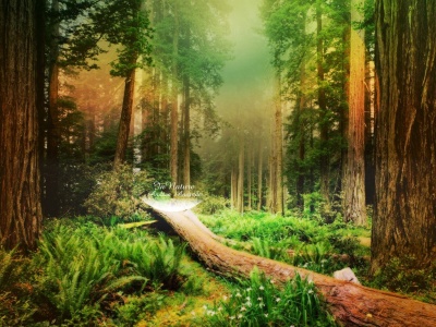 blogger de reyka: La naturaleza