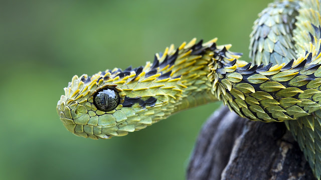 Green Viper Snake