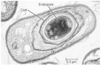 Endospora