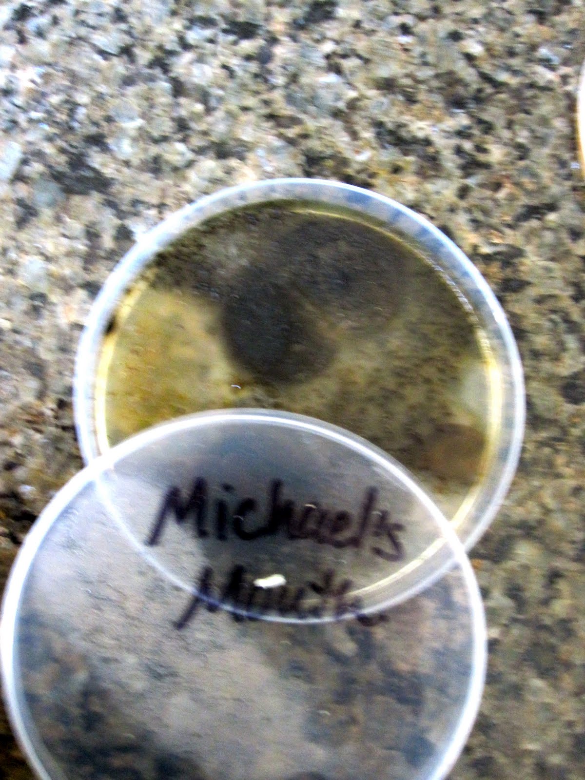 Beginning Ever After: Petri Dish Experiments