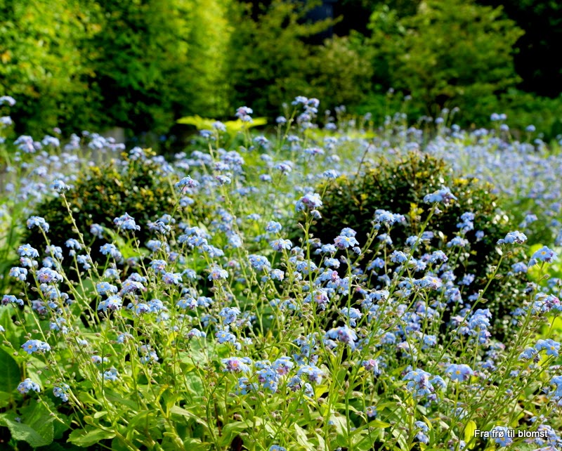 Fra frø til blomst her og der og alle vegne