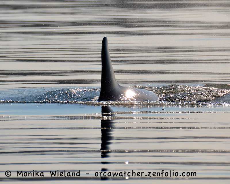 Topher Wiles Family Forte Yoda Obi And Grieving Children