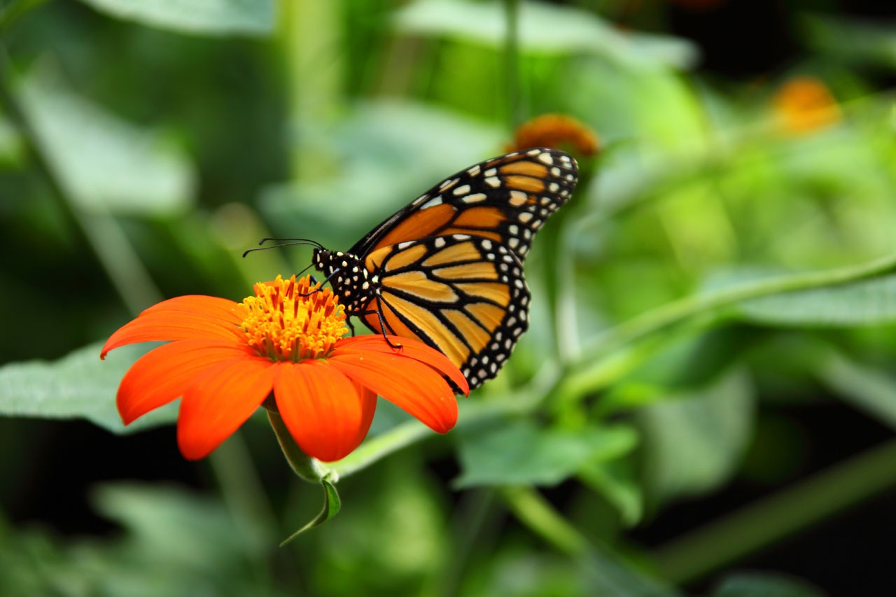 foto de mariposa para imprimir foto de mariposa para imprimir