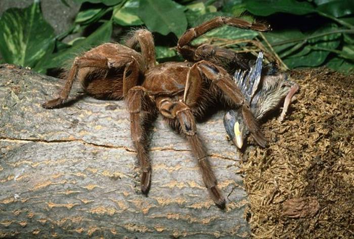 The second largest spider in the world, the goliath bird-eater (Theraphosa blondi), is related to the tarantula. It received its fearsome name after Victorian explorers witnessed one feasting on a hummingbird.