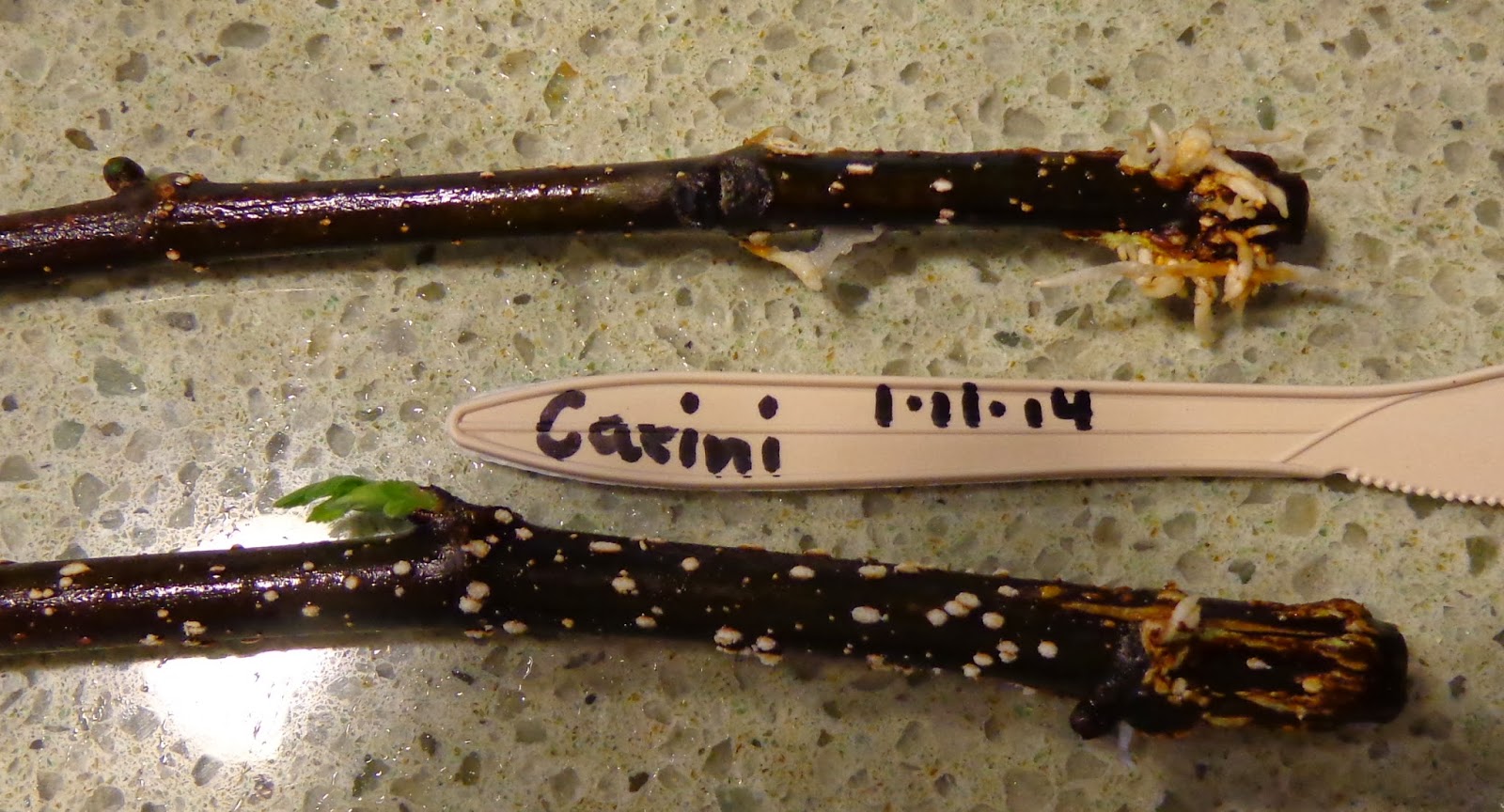 Growing Greener in the Pacific Northwest Progress Report